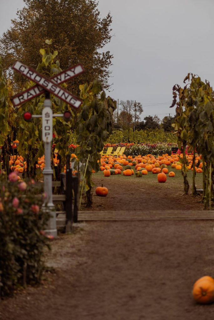 3 family-friendly farms in greater Vancouver with free gifts Postcards from Hawaii Travel Lifestye Blog Lavenderland Richmond Country Farm Pumpkin Patch Krause Berry Farms