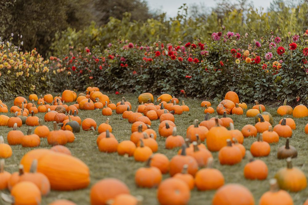 3 family-friendly farms in greater Vancouver with free gifts Postcards from Hawaii Travel Lifestye Blog Lavenderland Richmond Country Farm Pumpkin Patch Krause Berry Farms