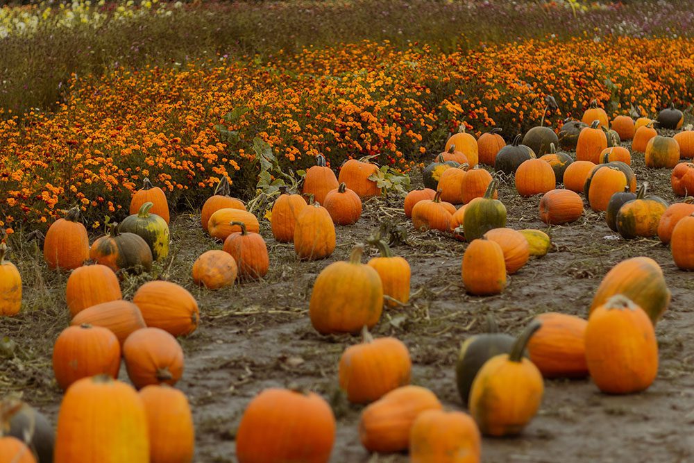 3 family-friendly farms in greater Vancouver with free gifts Postcards from Hawaii Travel Lifestye Blog Lavenderland Richmond Country Farm Pumpkin Patch Krause Berry Farms